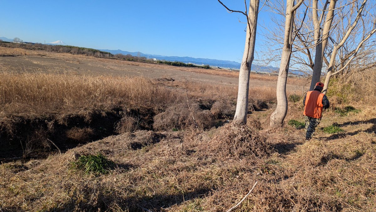 犬を連れて鳥撃ちに連れて行って貰いました。鳥との距離がどれくらいかわからないのでどれくらい先で撃つと良いか難しい…日頃の射撃練習が少ないからだ当たらないことはわかってます😭