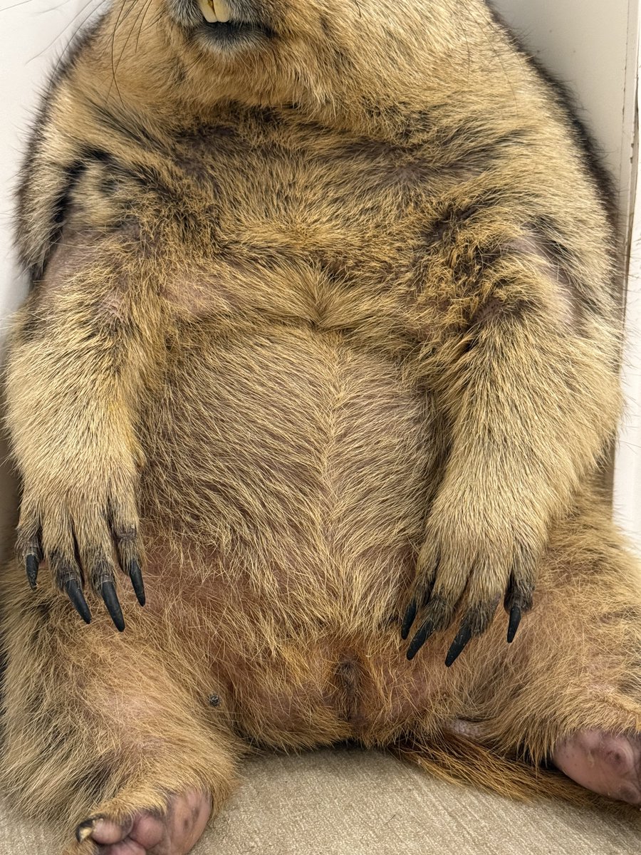 騙されたと思って、このマーモットのお腹をリポストしてみてください。面白いくらいタイムラインがずんぐりむっくりなマーモットたちに埋め尽くされます