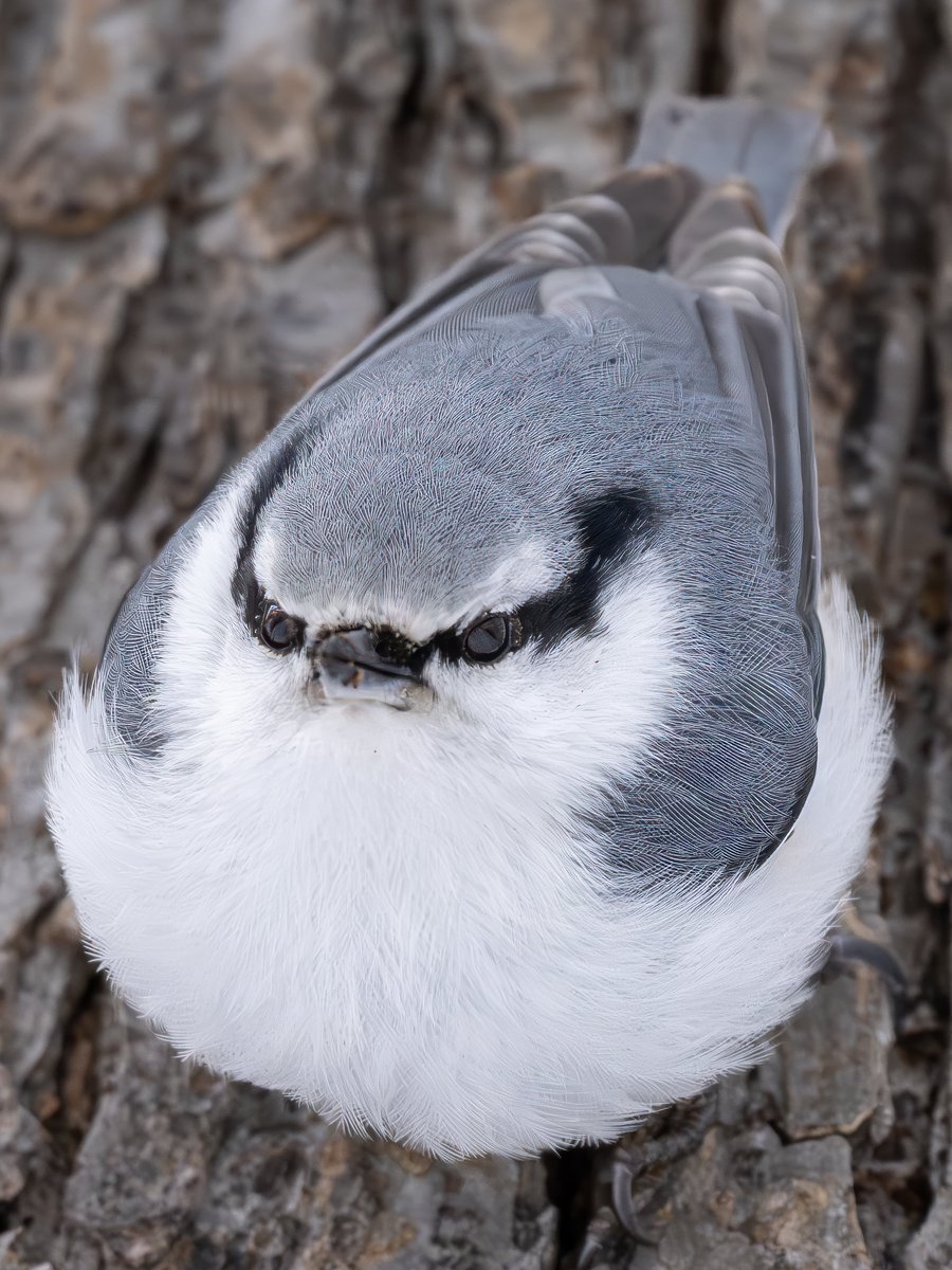 ゲームれあ (@ekurerugame123) / Posts / X