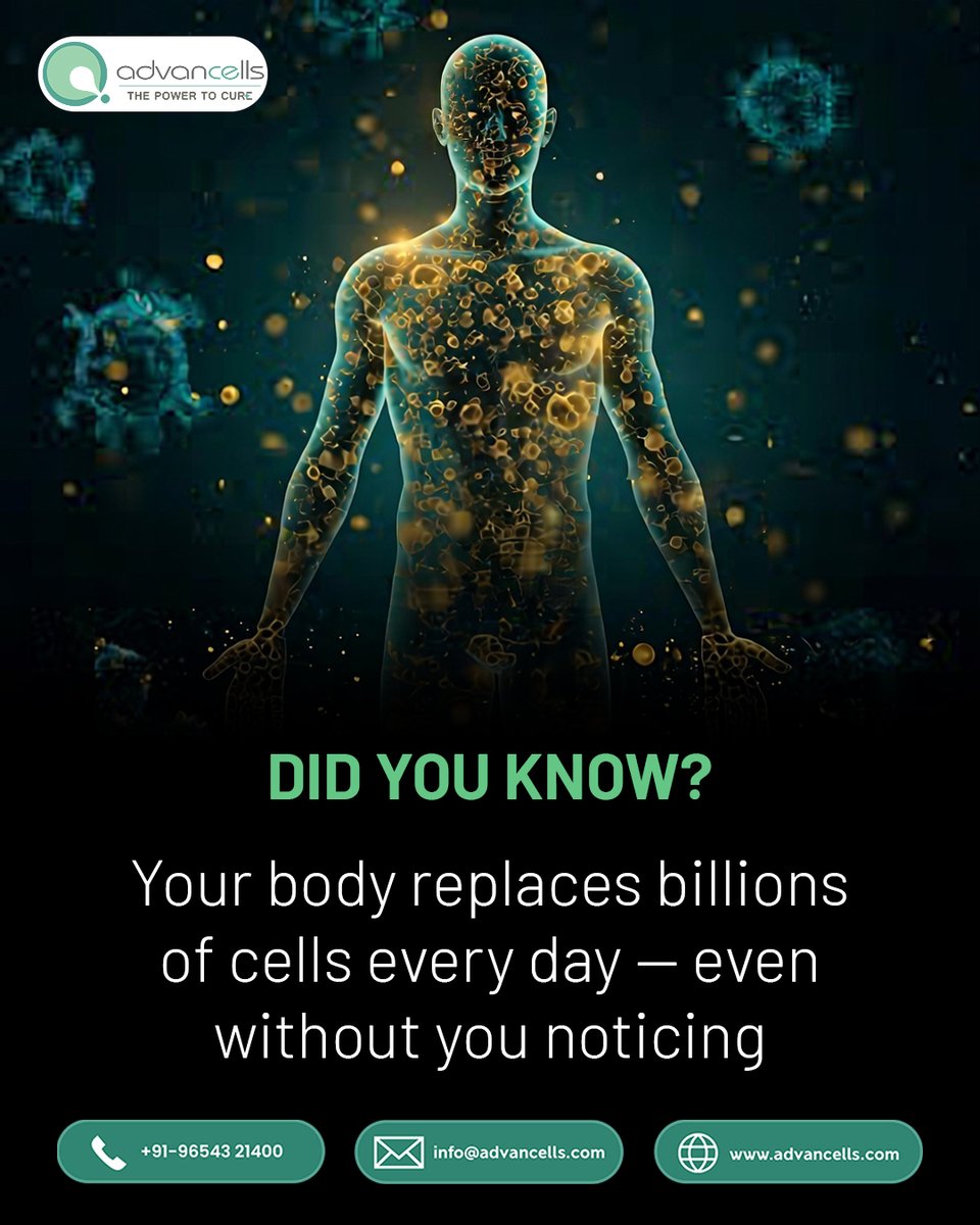 Human biology is in constant renewal. Skin cells, blood cells, and gut cells regenerate regularly — a reminder that cellular health is the foundation of overall health.
Stem cell research focuses on understanding and supporting this natural renewal process at a scientific level.