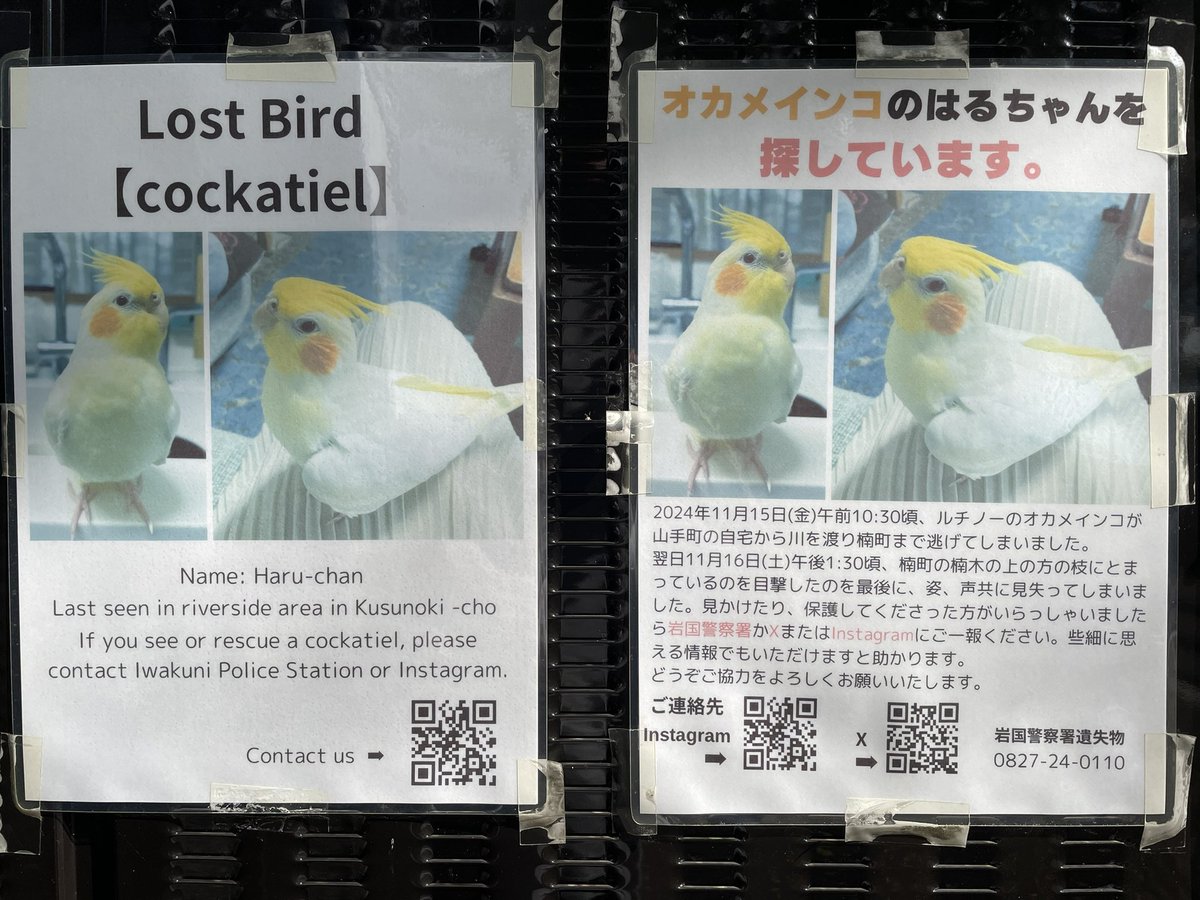 オカメインコ太郎様用 最新画像更新🪄】久々♡オセロカラー🐣🧩オカメインコ(WFパイド) ヒナ