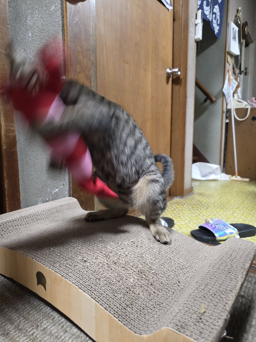 KameyamaBase's tweet photo. アグレッシブにエビを倒す猫。 https://t.co/MIgvXXpndE