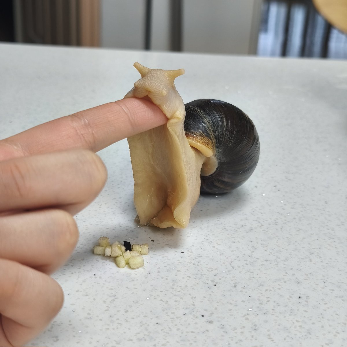 이 강아지는 밥보다 잠이 먼저인 것 같아서 집에 넣어드림