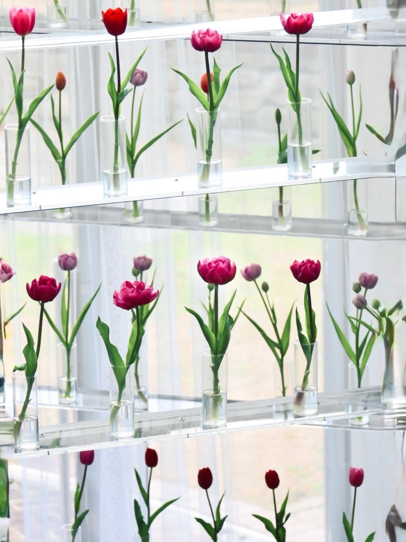 チューリップ