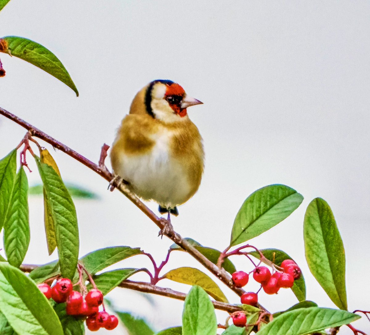 PaulWatkins14's tweet image. Goldfinch amongst the seasonal plenty @Natures_Voice #TwitterNatureCommunity #NaturePhotography #birding #cotswolds