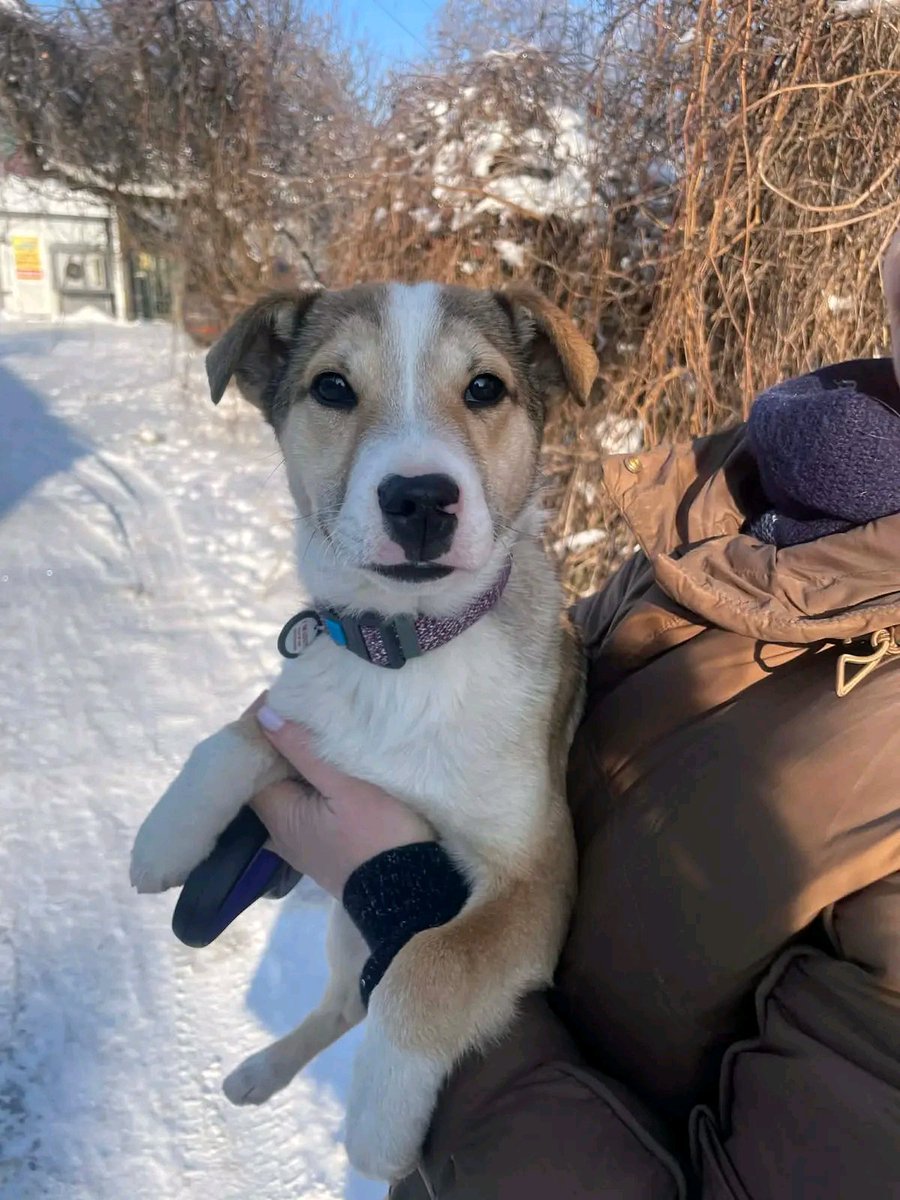 Київ та область! Терміново! Цей пост – останній шанс знайти родину❗

В такий мороз малюка викинули під магазин, на вірну смерть 💔

Вік – 4-5 місяців, хлопчик.
Бруно соціальний, лагідний, грайливий, тягнеться до людини і дуже хоче додому.

📞 0677422212 Людмила.