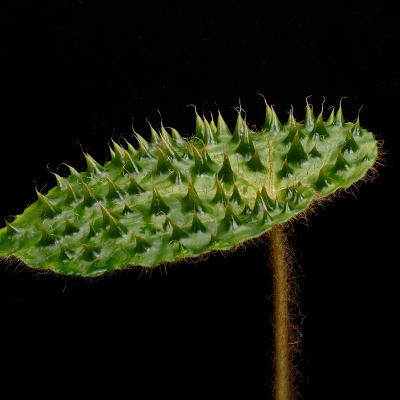 ZEROPLANTS tweet media