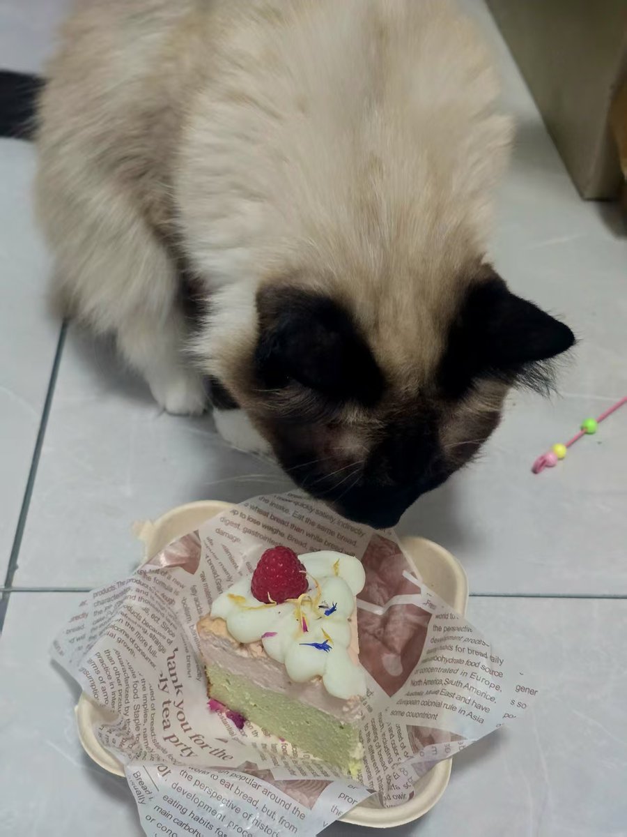 Wilda_OnePair's tweet image. Fur babys can also eat cakes.🍞

#onepair #petfood #dogfood #pettoys #factory #furbabylove #dogbowl #petproducts #cakemaker #deliciouscake #catfood #merrychristmas🎄
