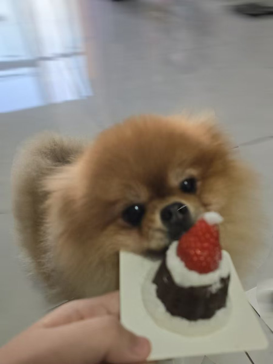 Wilda_OnePair's tweet image. Fur babys can also eat cakes.🍞

#onepair #petfood #dogfood #pettoys #factory #furbabylove #dogbowl #petproducts #cakemaker #deliciouscake #catfood #merrychristmas🎄