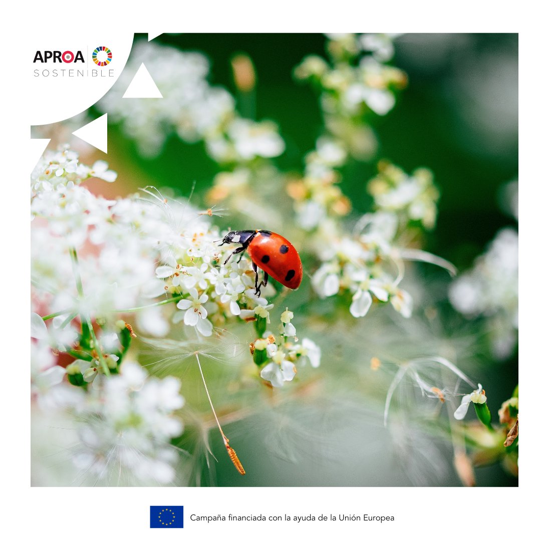 APROA 🌞 tweet media