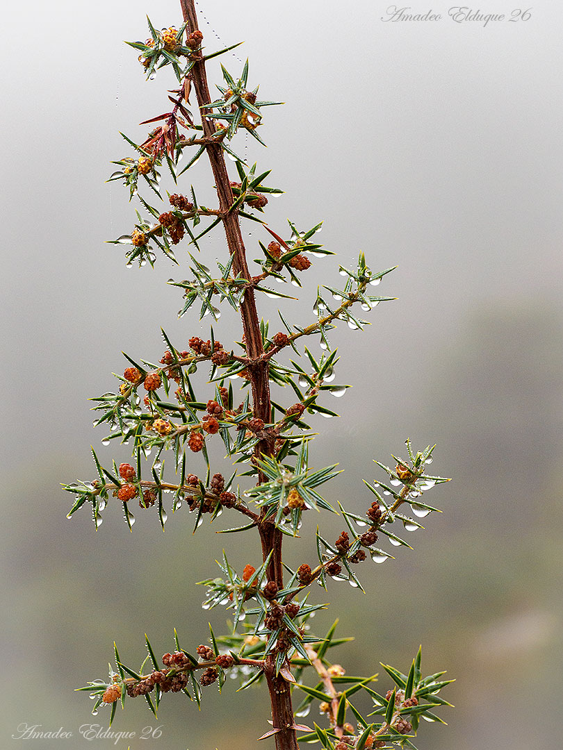 aelduque's tweet photo. Sin nieve, pero con niebla...
 #Juniperus, #enebro, #chinebro, #xinebro…  
#Escusaguás #Caldearenas #AltoGállego, #Huesca, #Aragón, #Spain.  
 📷2026-01-04 https://t.co/JH3K5HNe9G
