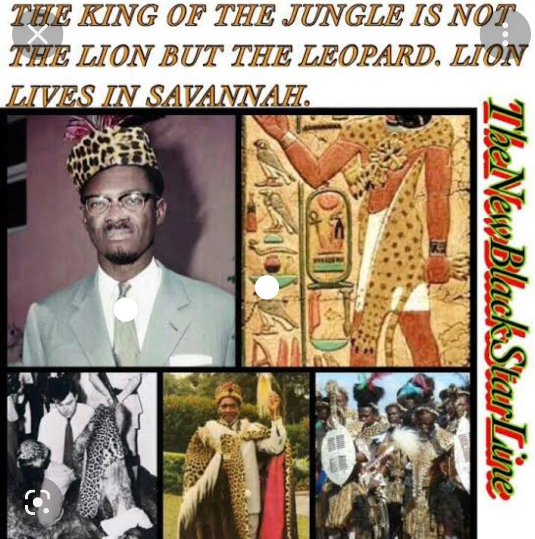 sankofa360's tweet image. The Lion being the king of the Jungle is a lie. A false western conception. 

According to African tradition and folklore, the lion  is not, has not  and will never be the king of the Jungle. 

The King of the Jungle is the Leopard. 

The lion doesn't even live in the jungle or…
