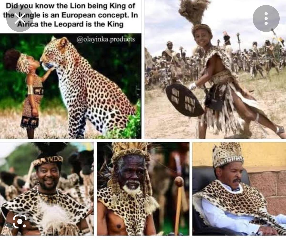 sankofa360's tweet image. The Lion being the king of the Jungle is a lie. A false western conception. 

According to African tradition and folklore, the lion  is not, has not  and will never be the king of the Jungle. 

The King of the Jungle is the Leopard. 

The lion doesn't even live in the jungle or…