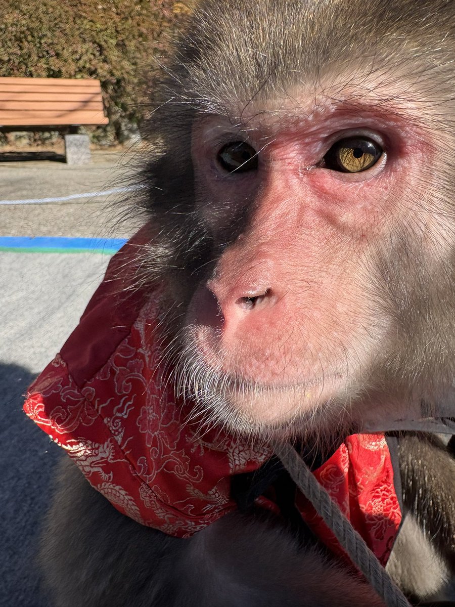 ぽかぽか陽気の青空の下、
梅を見ながら苺をいただく優雅なおさる。

熱海梅園満喫うらら🐵