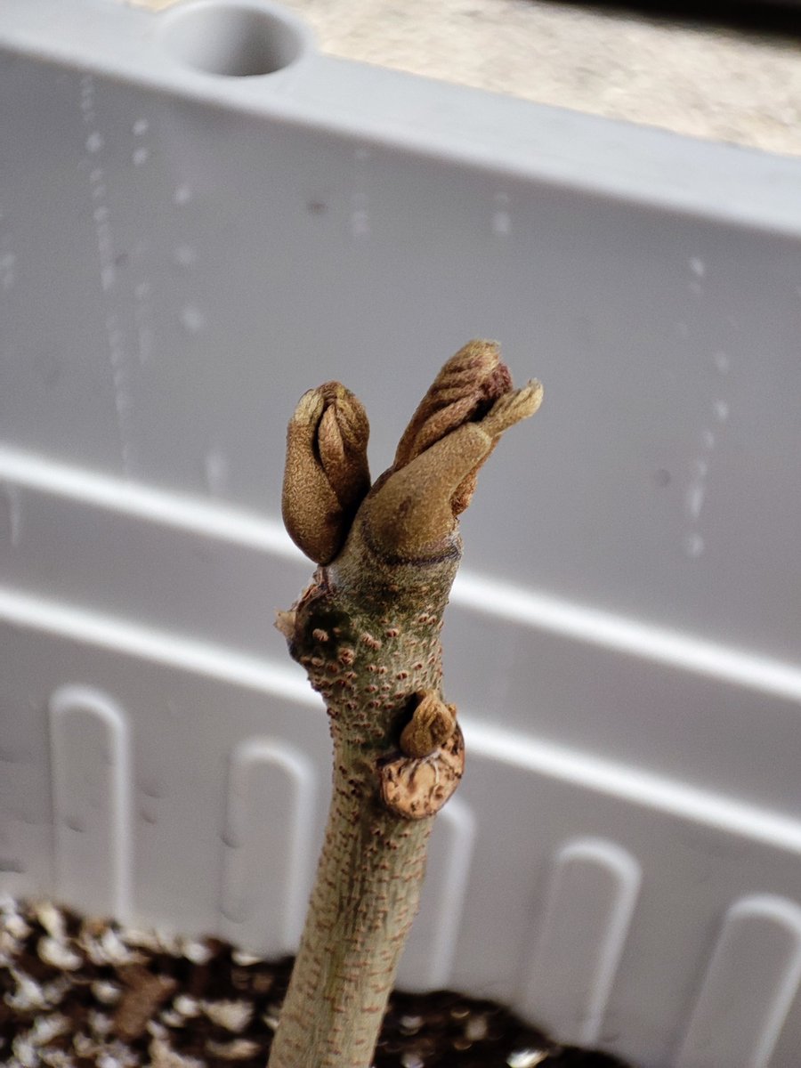 【漆植栽が成功する条件】
漆植栽が成功する条件は、もちろん気候が合っているというのもあるんだけど、それ以外に人間の関わりが大きい部分があります。

いや、これが一番大切と言えるかもしれません。

１、目的がある