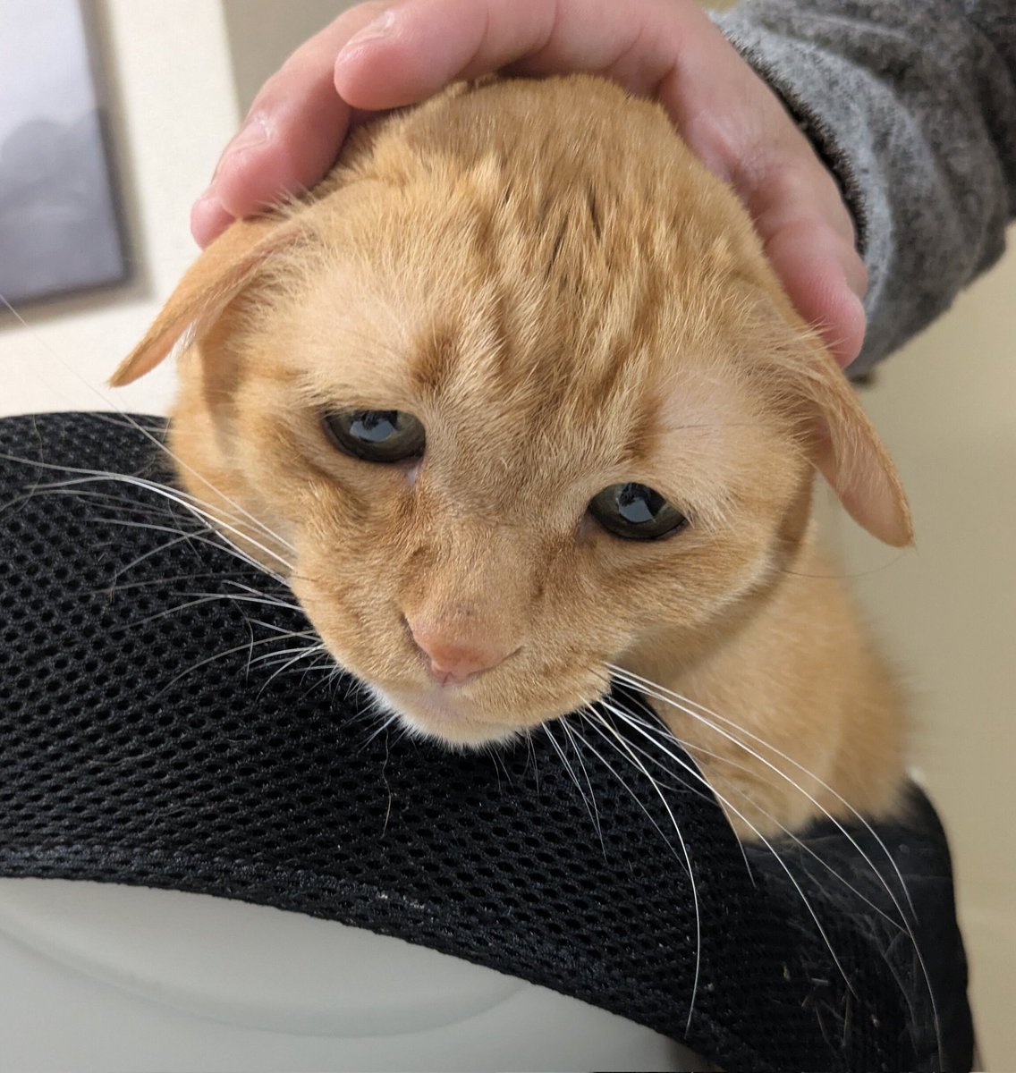 めるちー (@mel_0107m) / Posts / X