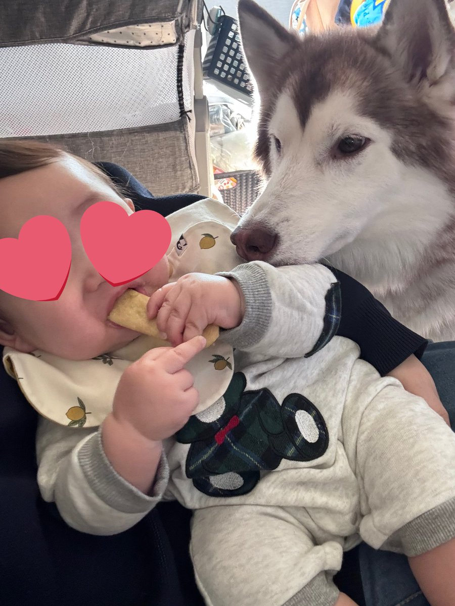kinakohusky's tweet photo. 食べたくてひたすらアピールしてる😂 https://t.co/BWe4v2oKun