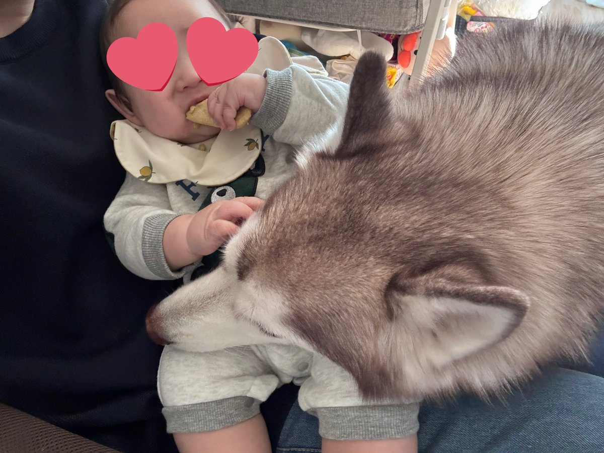 kinakohusky's tweet photo. 食べたくてひたすらアピールしてる😂 https://t.co/BWe4v2oKun