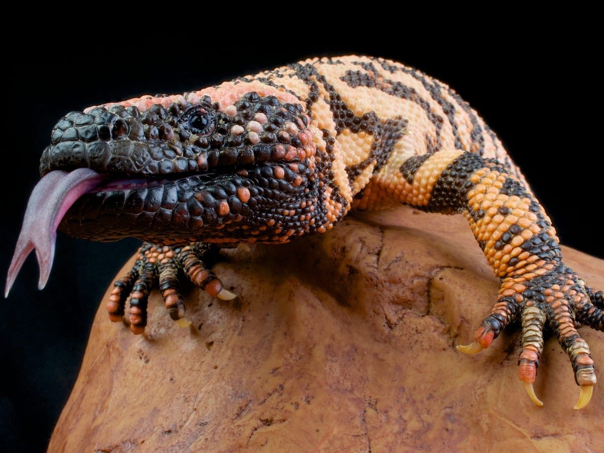 Btw, Ozempic is inspired by this dude’s saliva.