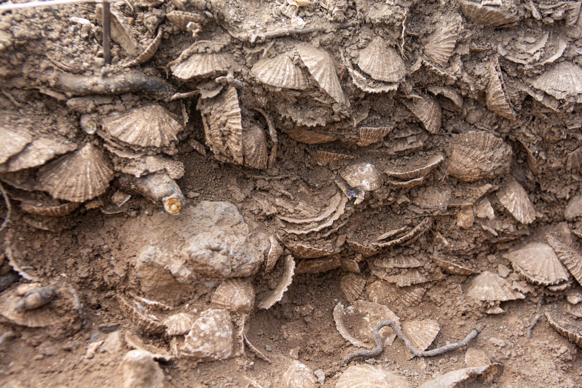 PaleoVerde tweet media