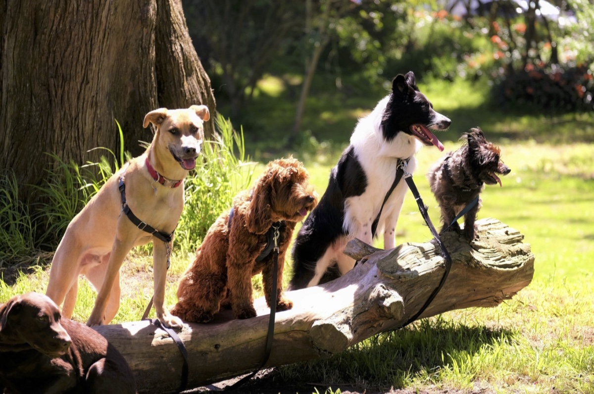 Bringing a dog into your life? Make sure it’s the right fit

In this expert guide, Mark Gill, CEO at Petasure, shares what every would-be dog owner should consider before falling for those puppy-dog eyes: 

petsmag.co.uk/how-to-choose-…

#dogbreeds #puppylove #dogadvice #perfectmatch