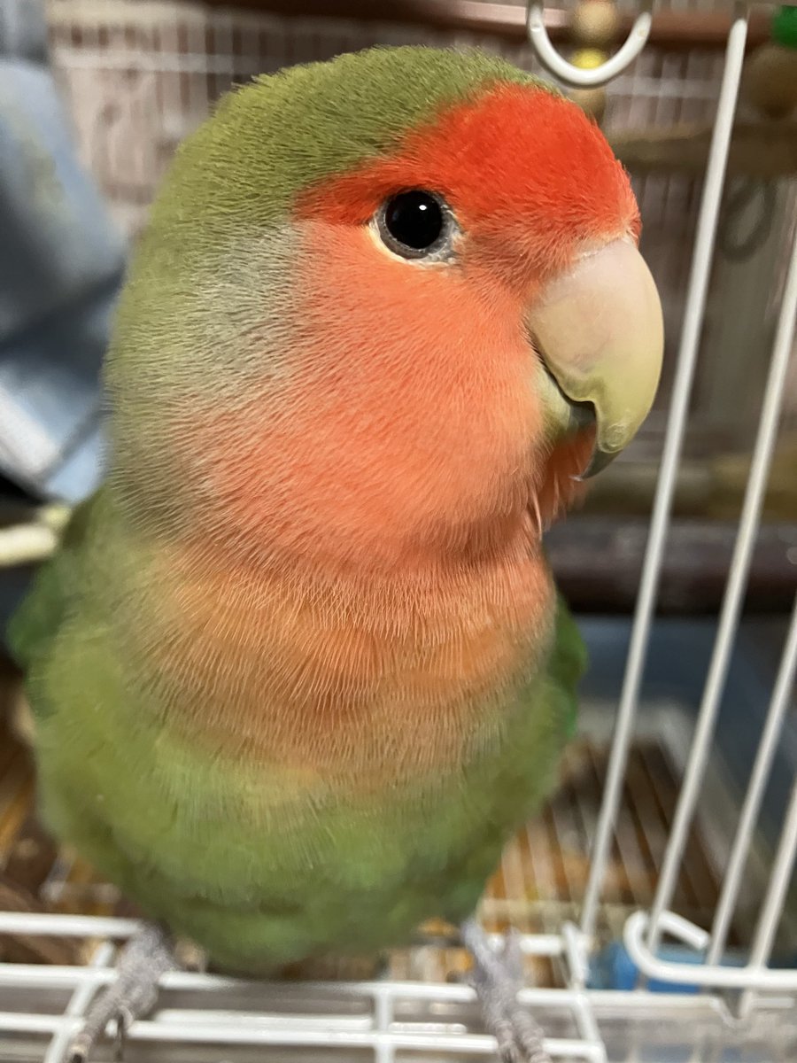 #TLに鳥のドアップ画像をあげて人々を幸せにしよう計画