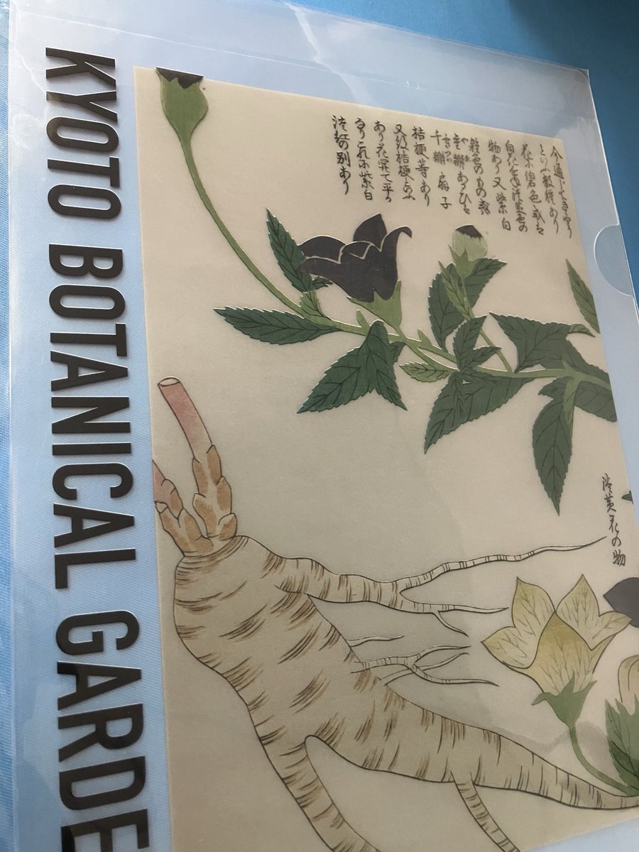 BotKbgkyoryoku's tweet image. #クリアファイル　¥550
#Clearfile 

#京都府立植物園
#KyotoBotanicalGarden 
#大森文庫