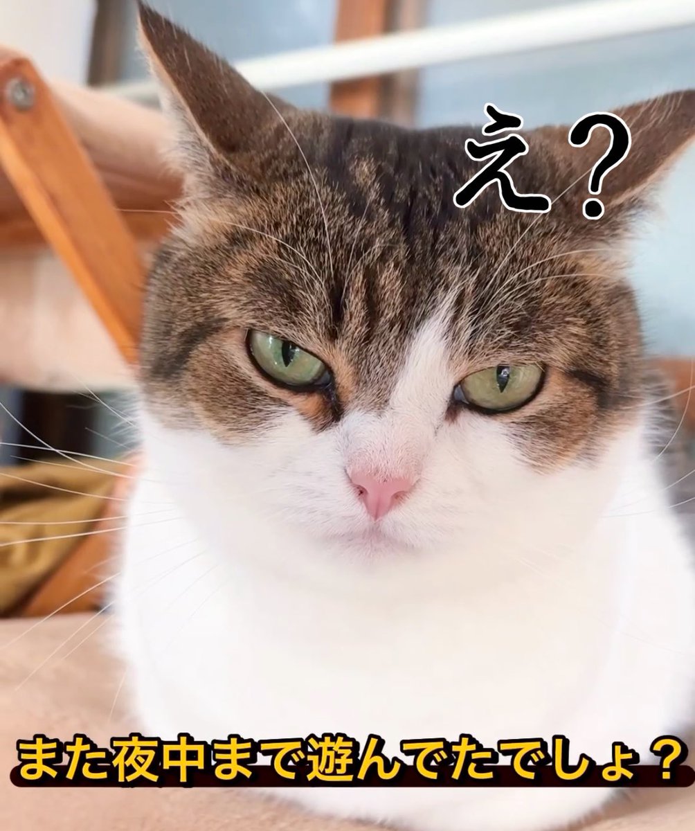 ねこたろう