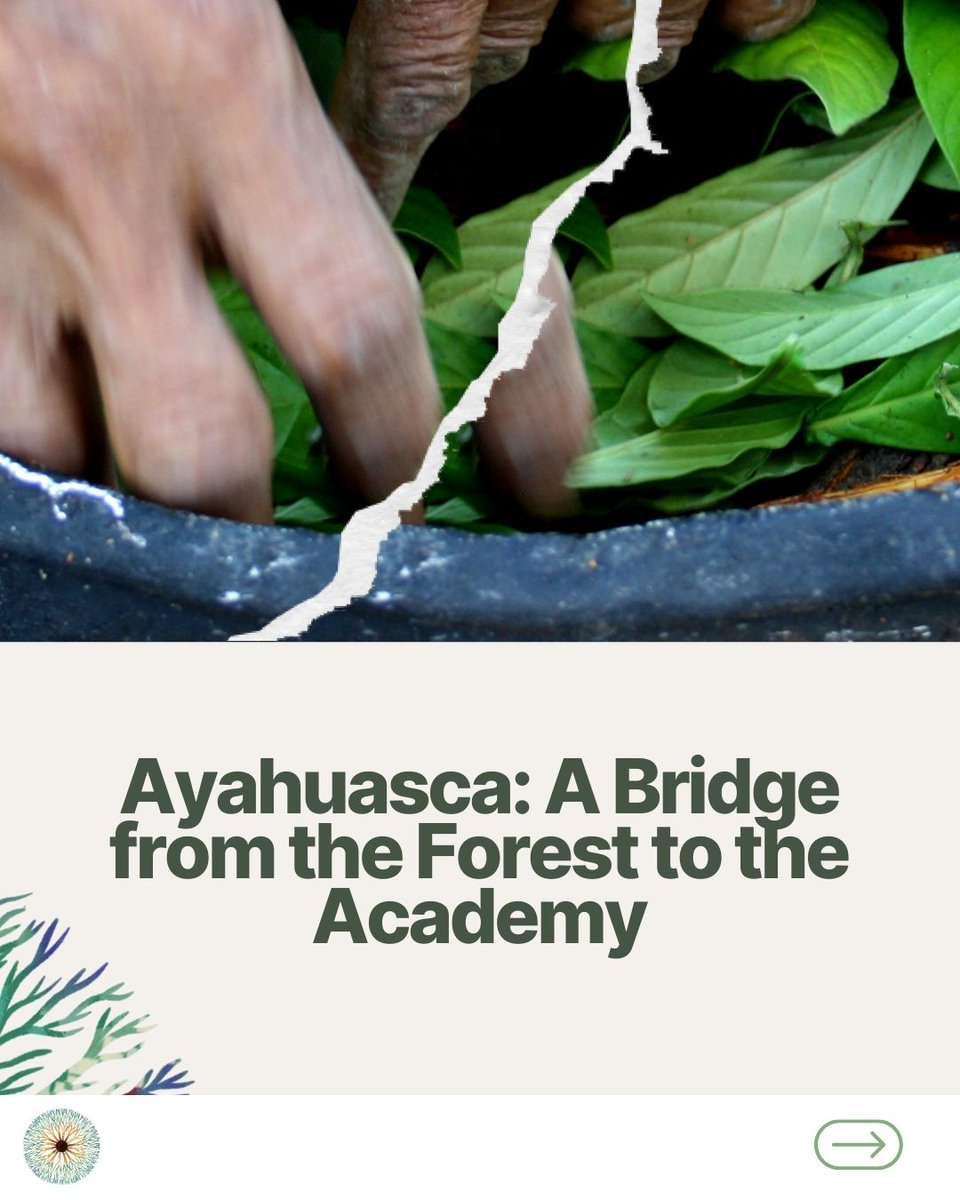 AyaConference's tweet image. Ayahuasca crosses borders and connects worlds: from the forest to universities, from Western science to ancestral knowledge. It reminds us that knowledge is a relationship with spirit, territory, dreams, and songs.

ayahuasca2026.com