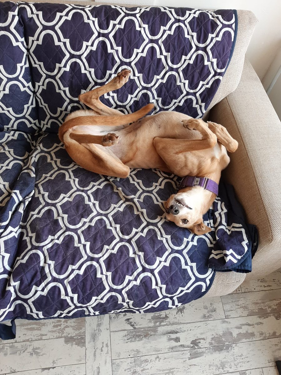 Doing my toast this morning.  Sad that Fly wasn’t looking up at me from her bed, expecting some treat.