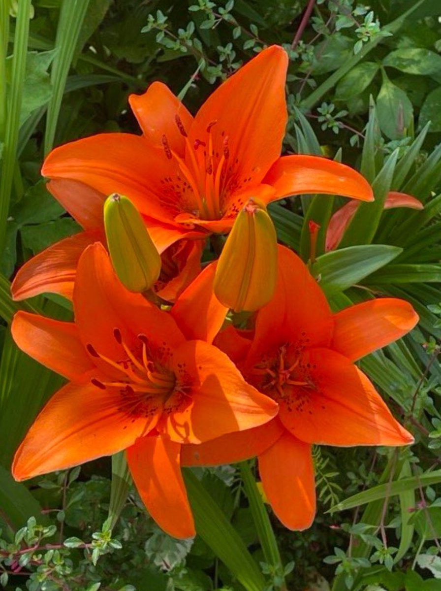 allaboutnewport's tweet image. Good morning All, have a wonderful Wednesday &amp;amp; enjoy! 

Anyone else looking forward to spring? 
Thought I would share some bright cheery photos today. 

#allaboutnewport #springdays #newportshropshire