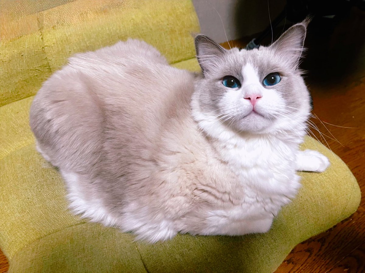 今日は珍しく承太郎💕と飛影💞のシンクロ✨

長い間シンクロしてるなー

っとふと思って座椅子見たら
飛影💞とシンクロ出来なくてふてぶてしい表情の蔵馬💞が🤣🤣🤣

#ラグドール 
#ねこのいる暮らし 
#猫好きさんと繫がりたい