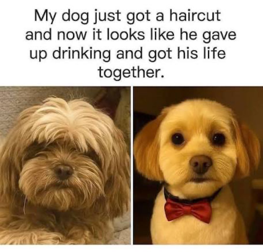 Puppieslover's tweet image. The groomer cooked