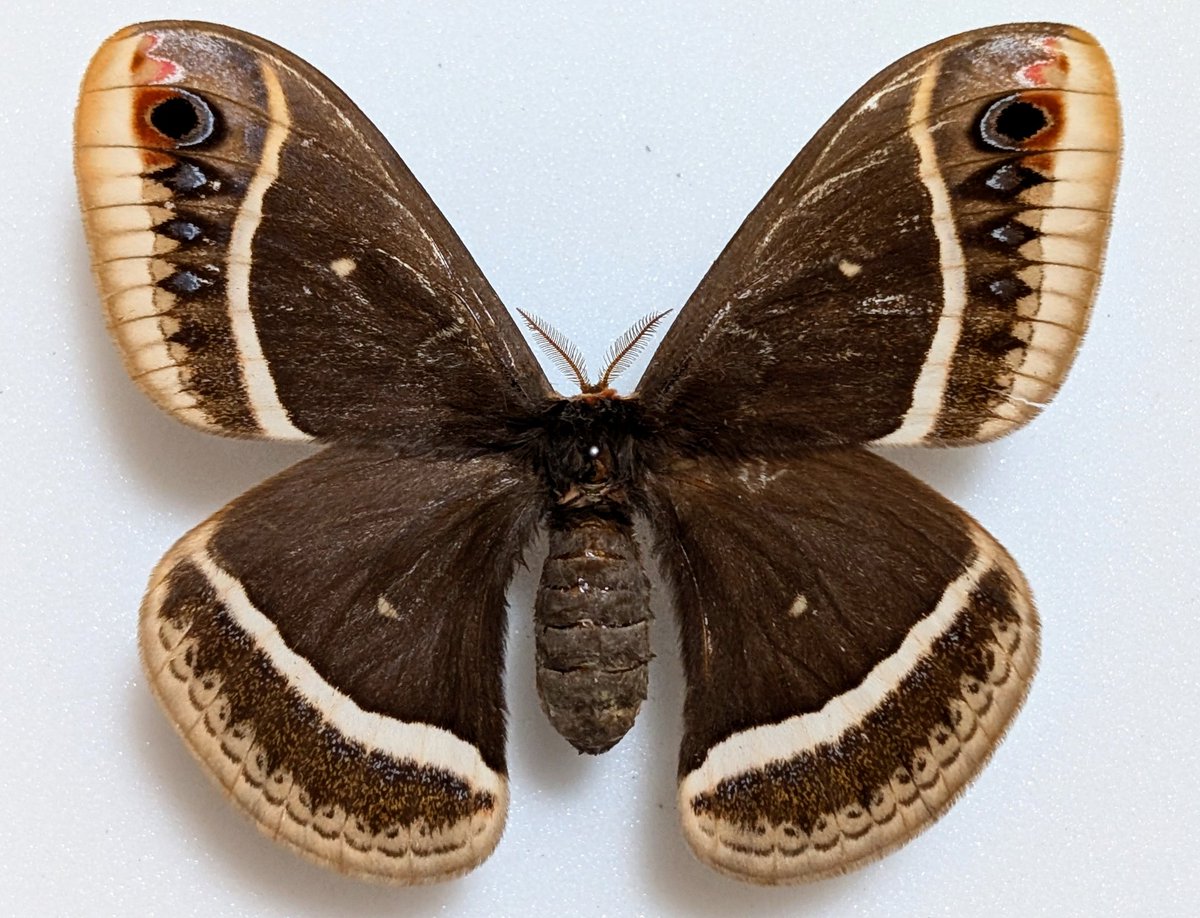 M0 (@mom0mom0mom0m00) / Posts / X