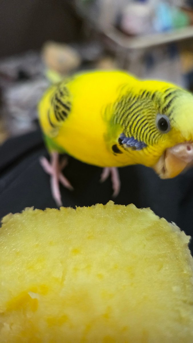 人が食べてる焼き芋強奪する妖怪
そしてそれを強奪する妖怪