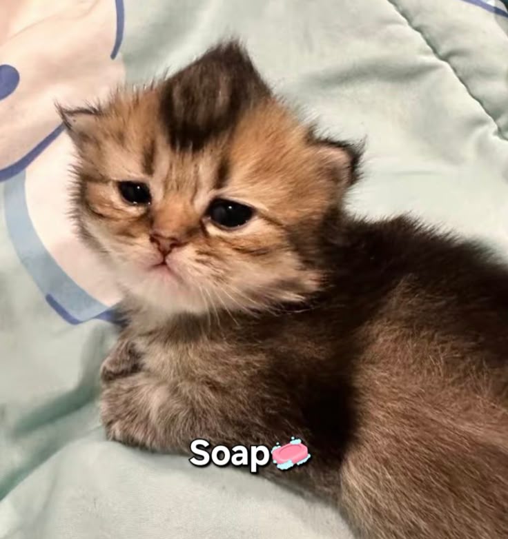 Lelang_Cod's tweet image. 