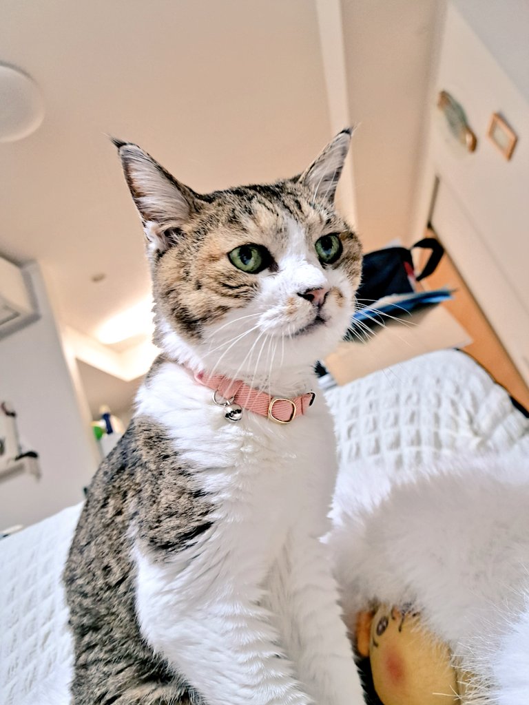 tamayoobachan's tweet photo. #Catlog #Catlogboard
珠世の腎臓病についてざっくりな質問したら体重の変化を中心に分かりやすく示してくれました
どの期間に何パーセント減ったとはっきり書かれると人間に換算したらこれくらいだなとすぐ分かる
そのデータを瞬時に出せるのがCatlogboardの強みかと
ちょっと心強い💪 https://t.co/rFDC1pWGv1
