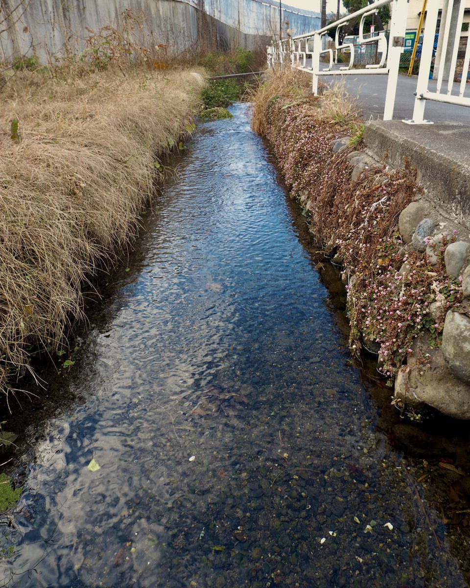 frog_frog's tweet image. 府中用水谷保分水 田中堀
9月から春までは多摩川の取水は止まっていて、いま流れているのは全て湧水由来。今年は水量がずいぶんと少な目。
〔国立市〕