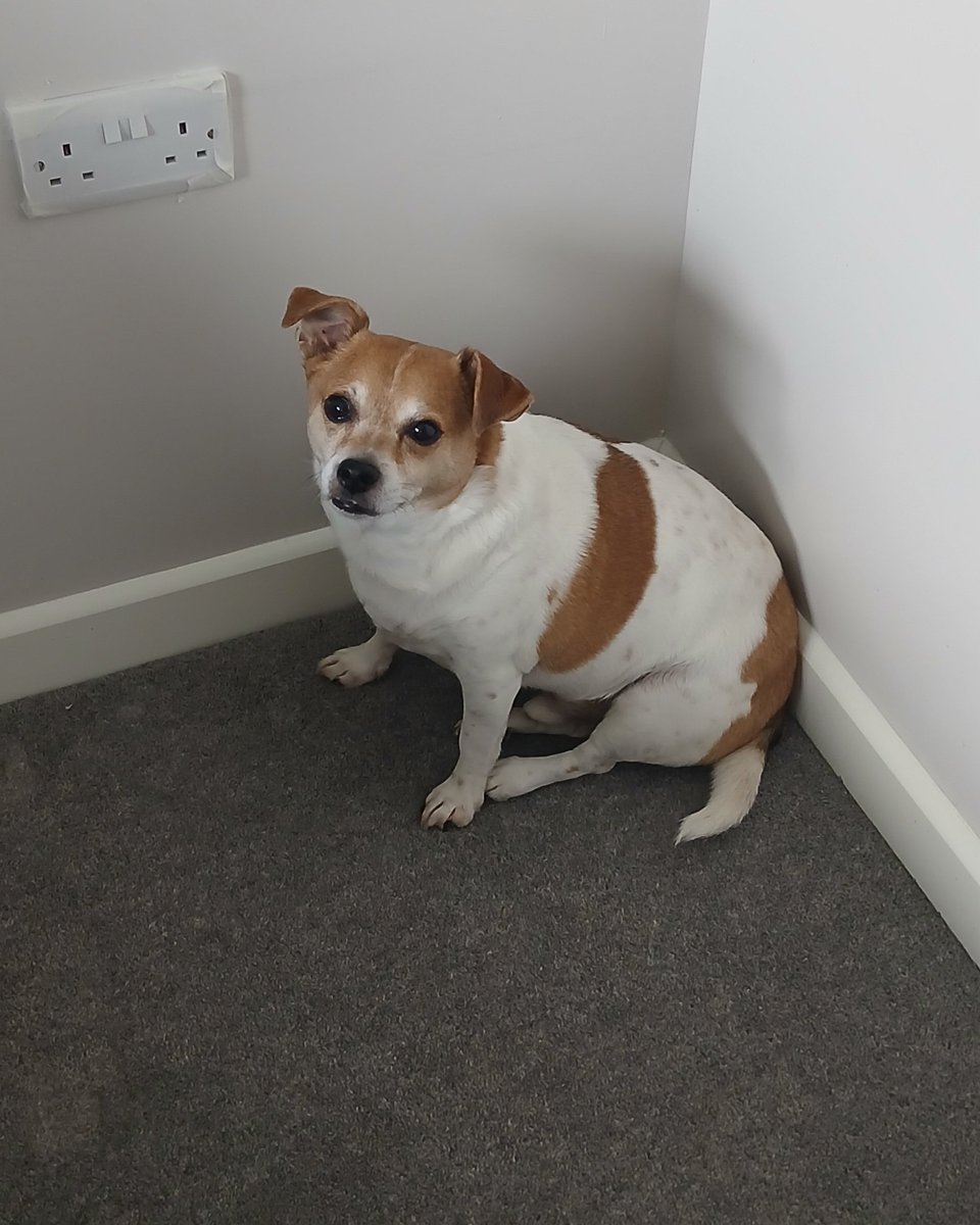 BenGilttv's tweet image. Trying to decorate the room and this little knobhead finally has access to a previously inaccessable corner