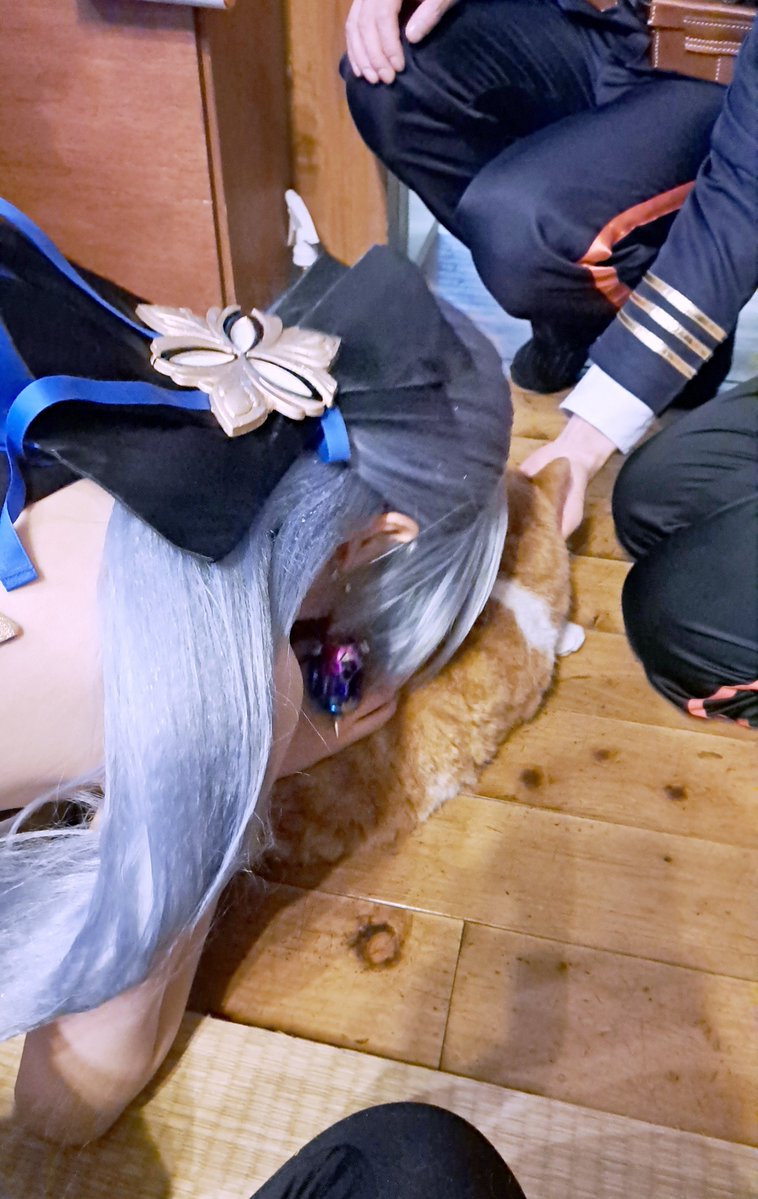 syurei_cos's tweet image. これは猫吸いをするブローニャ