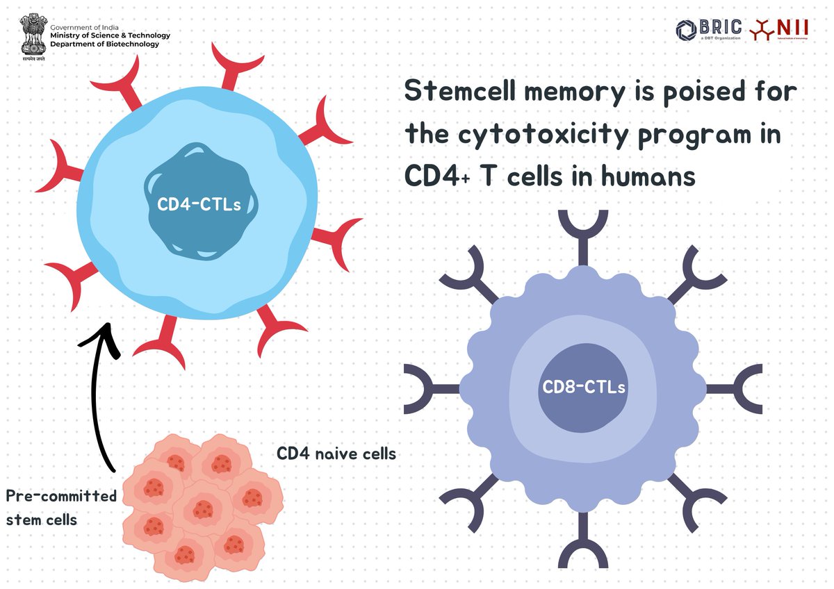 Using an integrated multi-omics approach, the team <a href="/NImmunology/">BRIC-NII</a> identifies a rare stem cell memory CD4-CTL subset (TSCM-CTLs)—pre-committed to the cytotoxic lineage and potentially crucial for resolving viral infections.
 
Importantly, the researchers also establish an in vitro