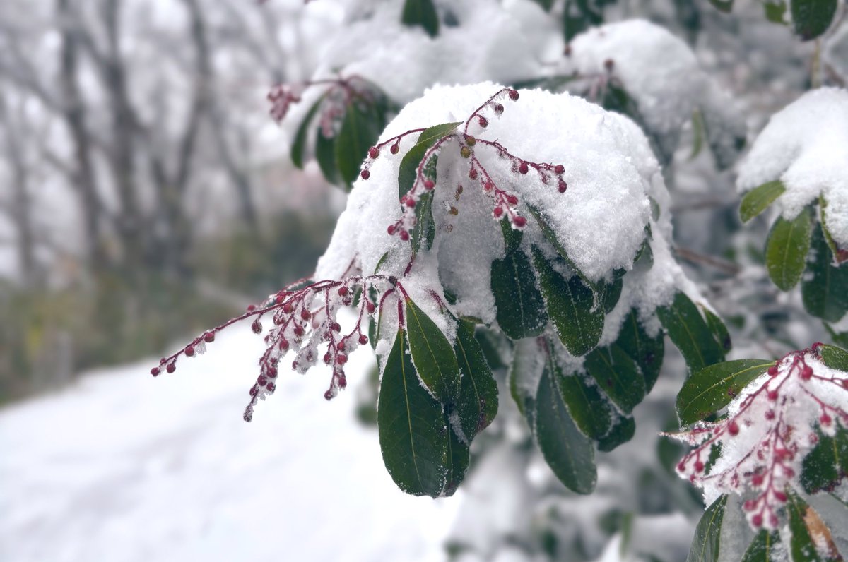 脆く儚く、手にしたらすぐになくなってしまいそうなもの
そういうものを私は欲しがっている