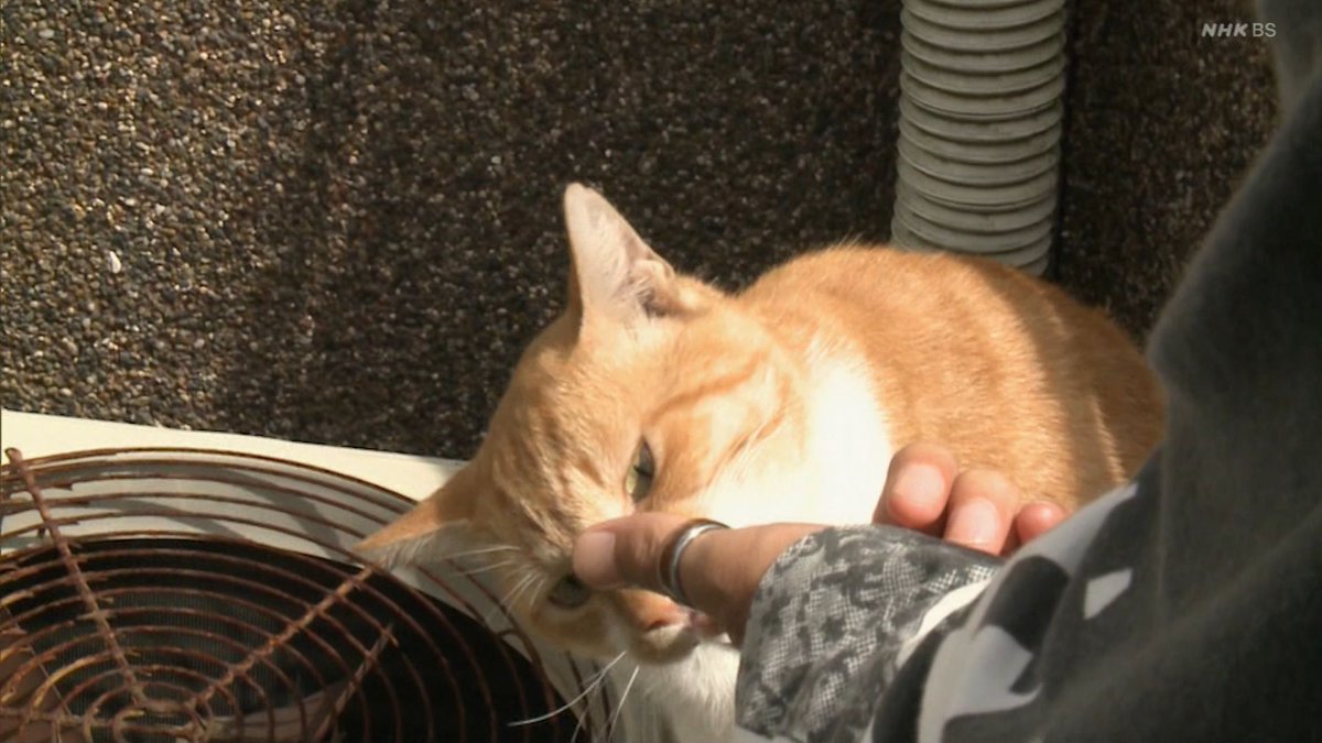 にゃおん 火野正平のネコ歩き にゃおん(ΦωΦ) #こころ旅2k PB2011夜版43日目