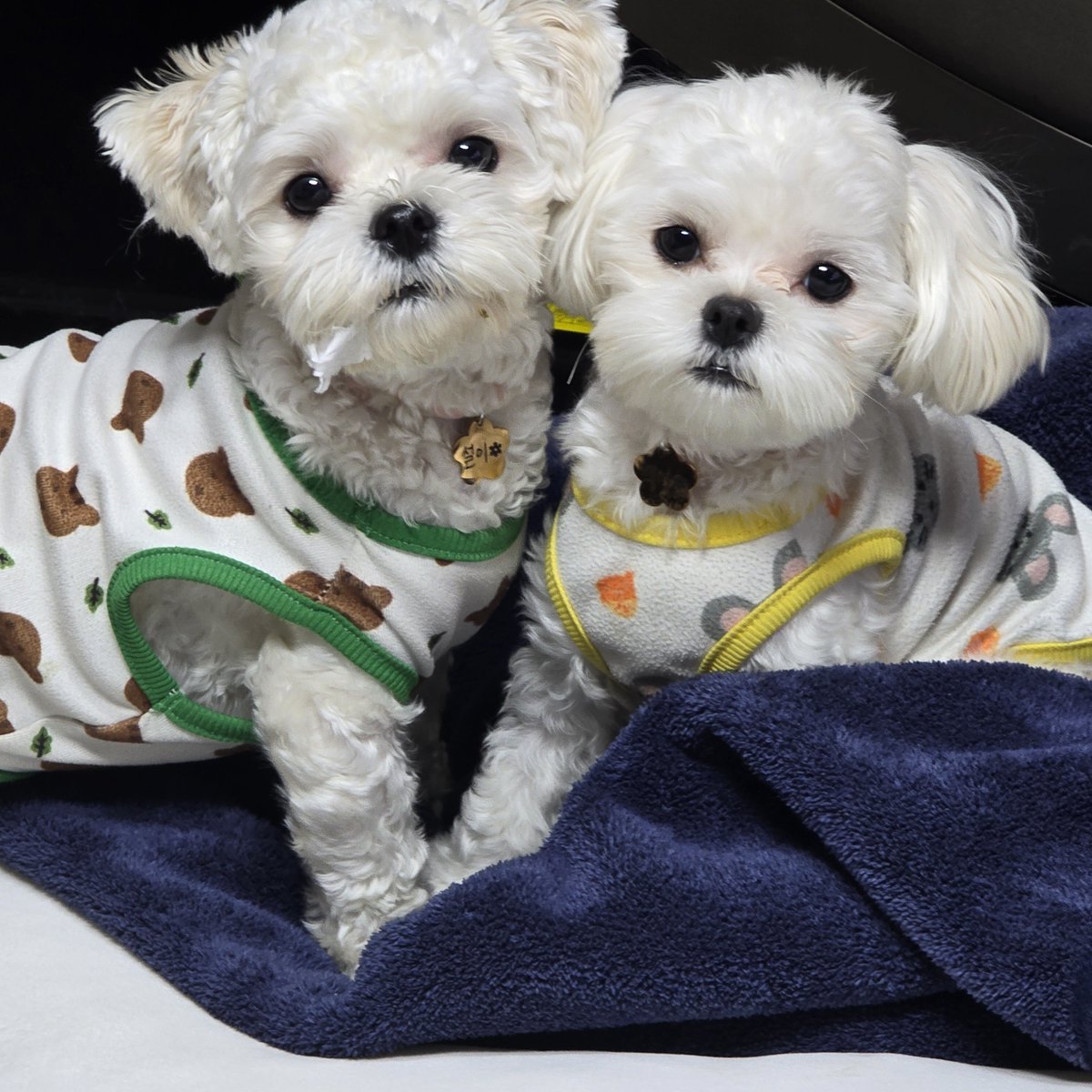 울강쥐들도 친척네서데려온 동복자매인데 애기때 서로 이름 구분못해서 한마리 이름 부르면 둘다 반응하고그랬음 ㅋㅋ
지금 한살됐는데 잘구분함...
따로 있을때 이름 만이 불러주면 되는거가틈..