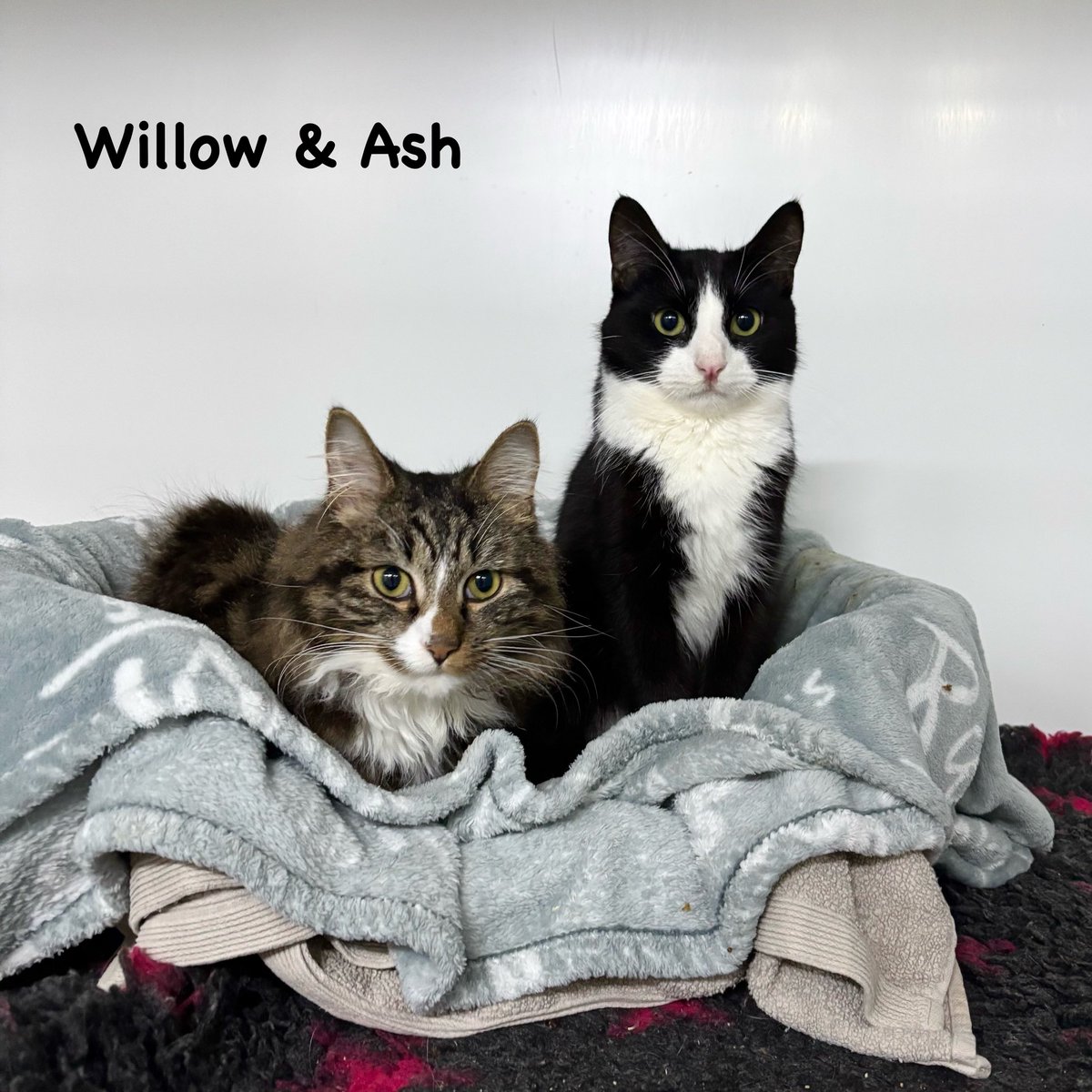 shelternews's tweet image. Meet Willow and Ash.
They had a traumatic end to last year, they were found dumped in the local forest.
So they’re hoping for a better start to the new year by finding their new forever home together 😸
#adoptdontshop #newyearnewstart