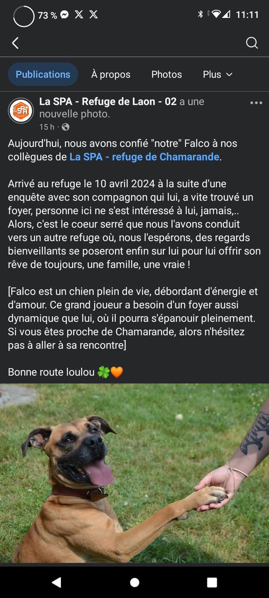 Recherche famille en or pour le magnifique Falco SVP 🙏 Il attend une famille depuis 9 mois déjà 💔 Il vient d'être transféré à la SPA de Chamarande (91) pour l'aider à trouver une nouvelle famille au plus vite 🙏 facebook.com/share/p/1HPN5q…