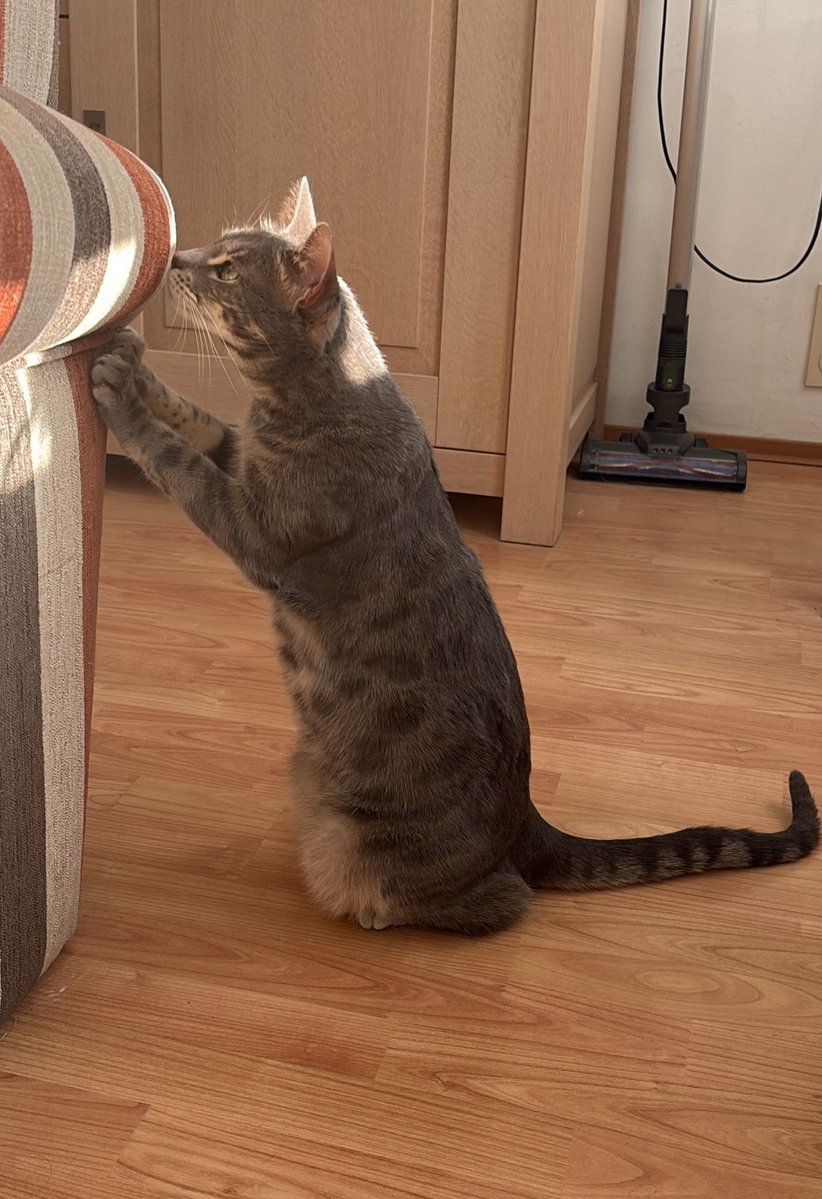 https_majima's tweet image. 