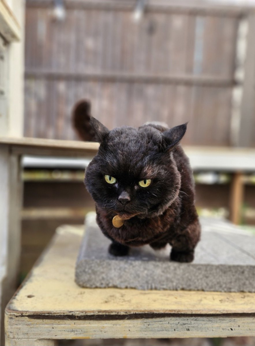 ラムキンのにゃむ+世話係コウ (@garaku1972) / Posts / X