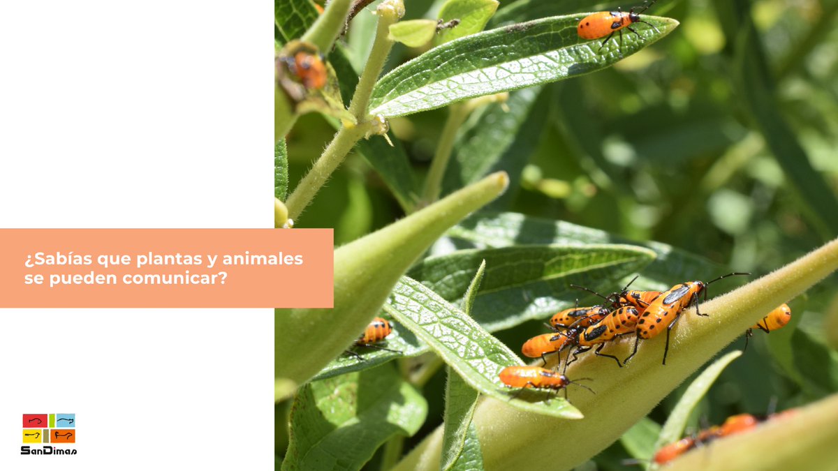 🌿 ¿Sabías que las plantas pueden avisar de que lo están pasando mal?

Cuando sufren estrés, emiten sonidos invisibles para nosotros, pero detectables por ciertos animales.

#sandimas #sabiasque #curiosidades