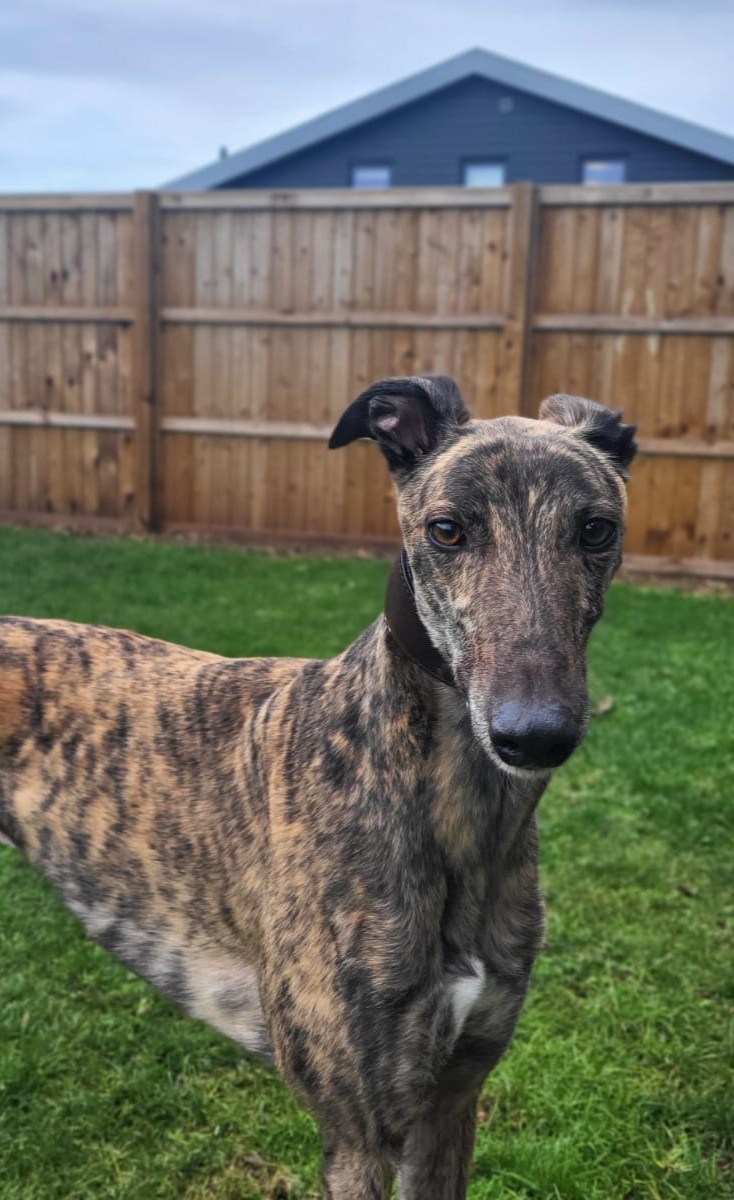 Blue Cross UK tweet media